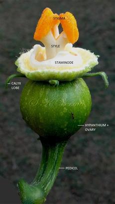  Female flower-Pistil